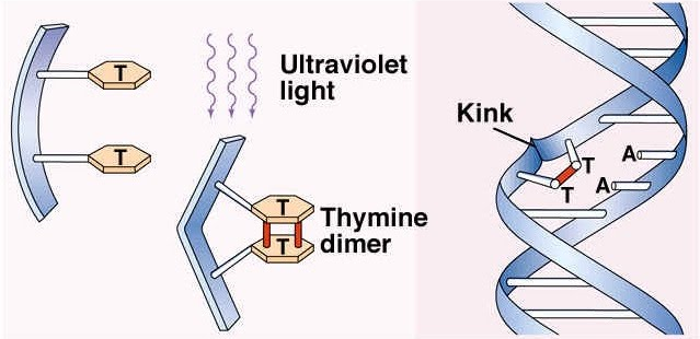DNA schade uv licht Schematic representation of DNA damage by UV-C light.